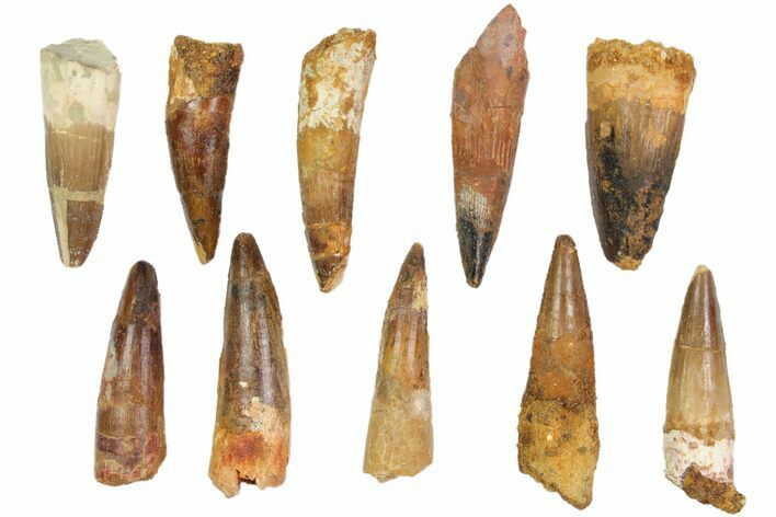Lot: -, Bargain Spinosaurus Teeth - Pieces #82614